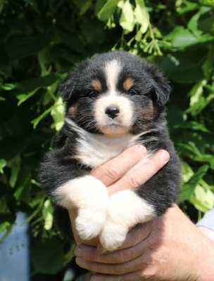 Chiot N°1