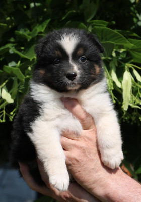 Chiot N°4