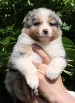 Chiot N°5