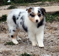 CHIOT