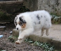 CHIOT
