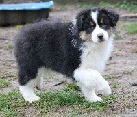 CHIOT