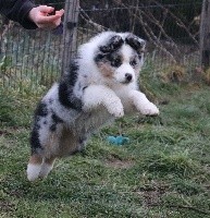 CHIOT