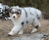 CHIOT