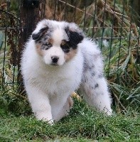 CHIOT