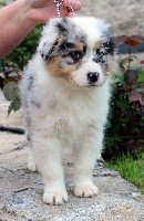CHIOT