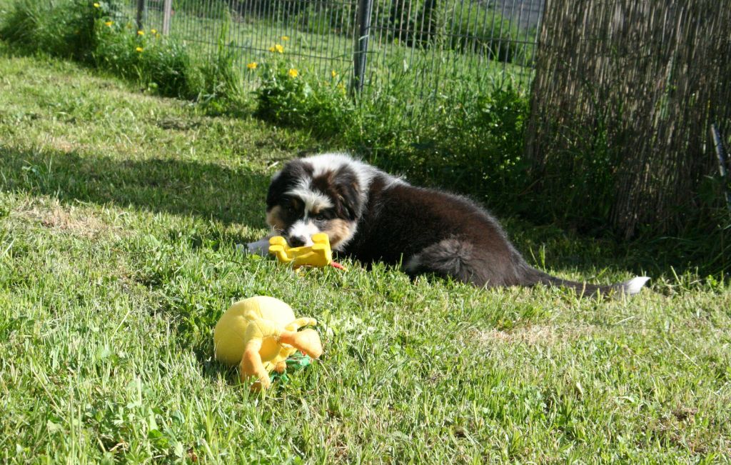 De Windy'stia - Chiots disponibles - Berger Australien