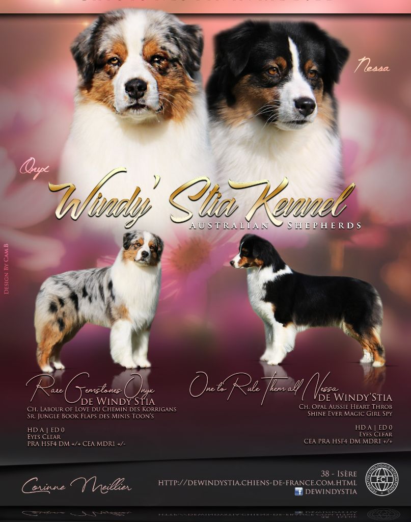 Chiot Berger Australien De Windy'stia