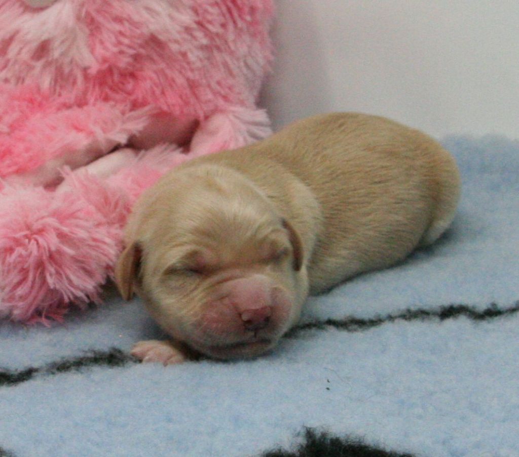 De Windy'stia - Chiots disponibles - Golden Retriever