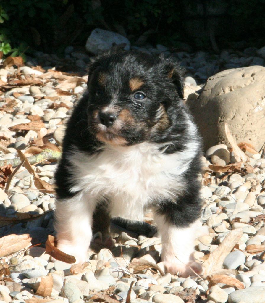 De Windy'stia - Chiots disponibles - Berger Australien