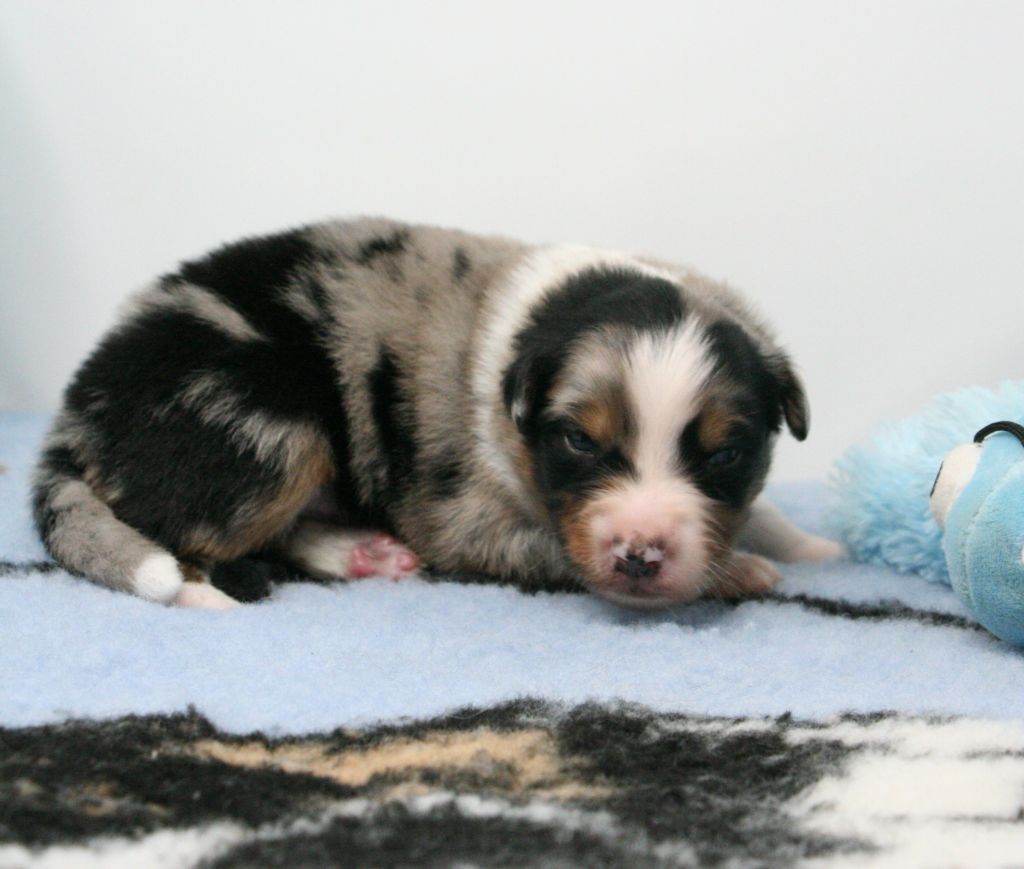 De Windy'stia - Chiots disponibles - Berger Australien