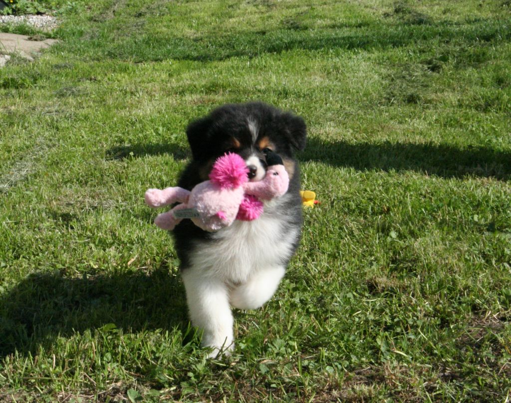 De Windy'stia - Chiots disponibles - Berger Australien