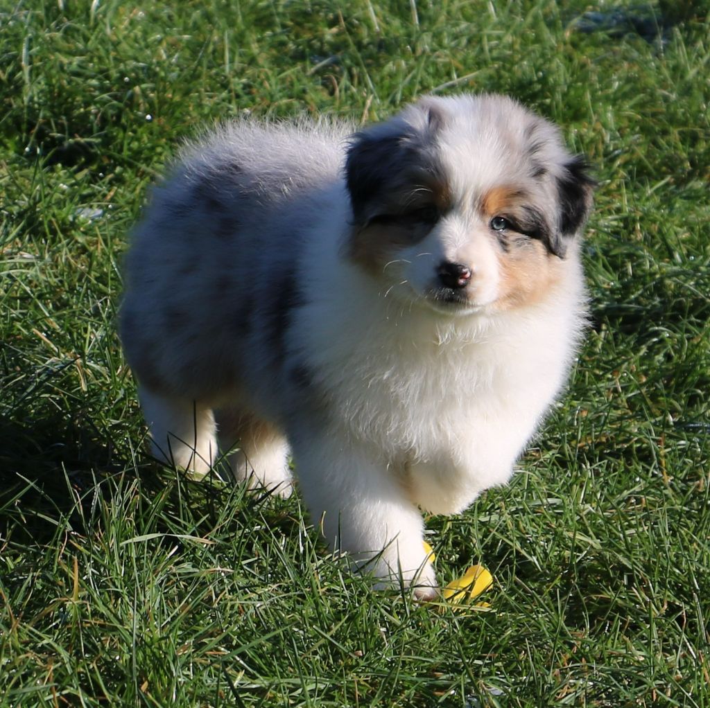 De Windy'stia - Berger Australien - Portée née le 30/11/2022