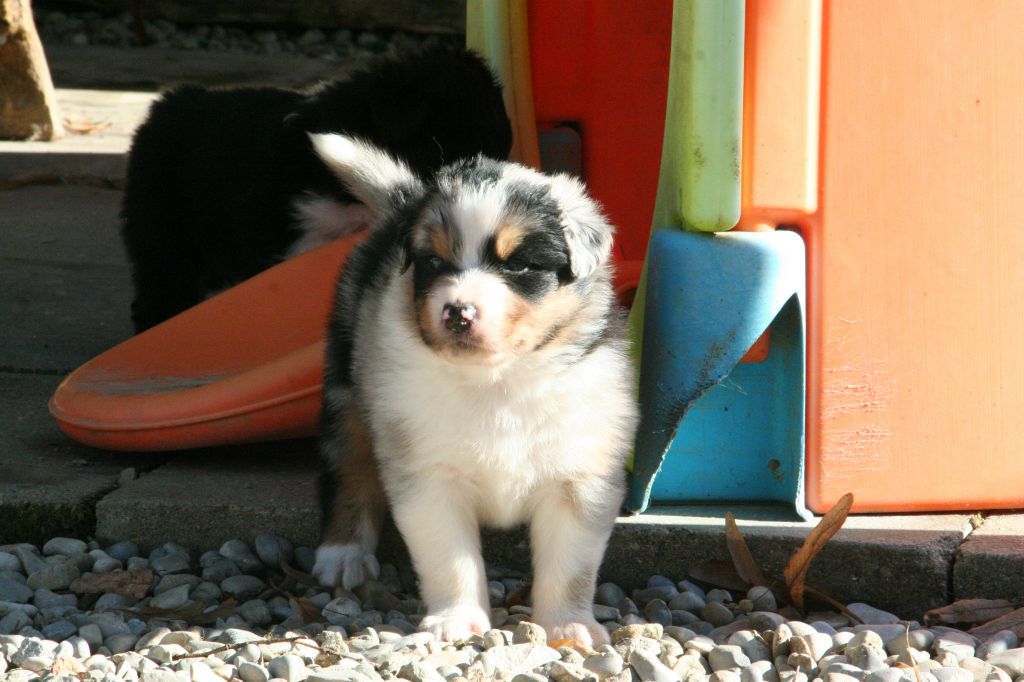 De Windy'stia - Chiots disponibles - Berger Australien