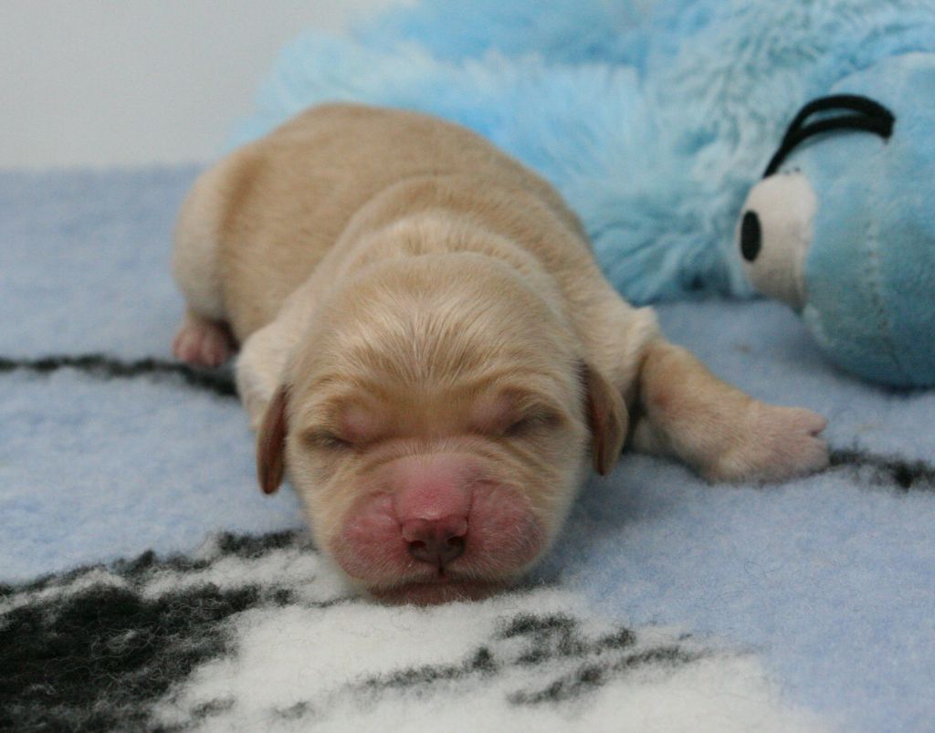 De Windy'stia - Chiots disponibles - Golden Retriever