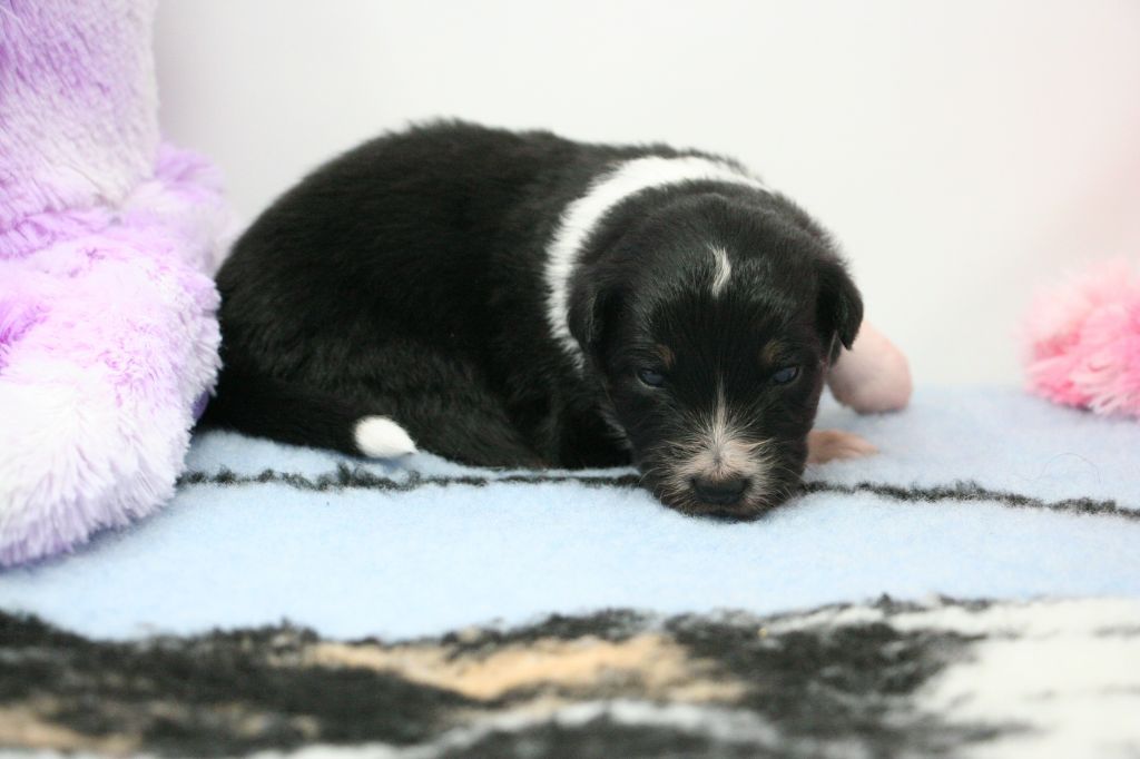 De Windy'stia - Chiots disponibles - Berger Australien
