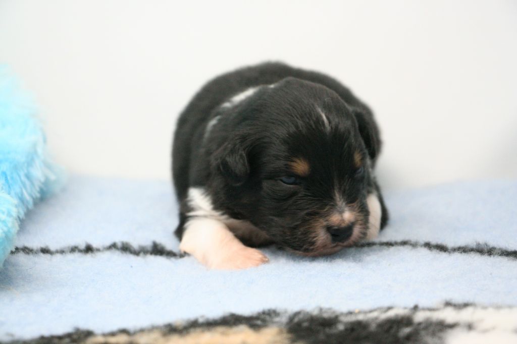 De Windy'stia - Chiots disponibles - Berger Australien