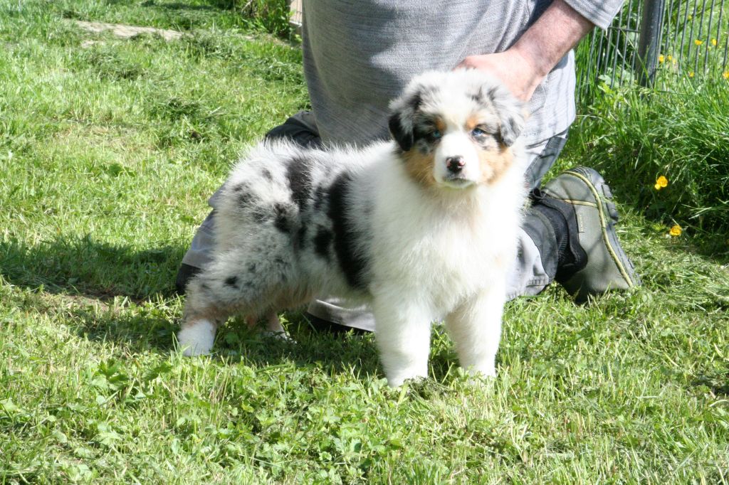 De Windy'stia - Chiots disponibles - Berger Australien