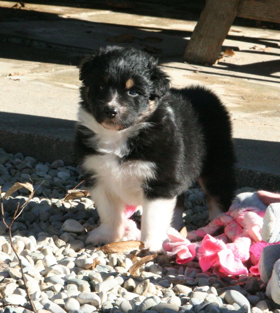 De Windy'stia - Chiots disponibles - Berger Australien