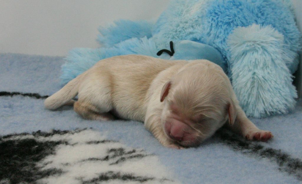 De Windy'stia - Chiots disponibles - Golden Retriever