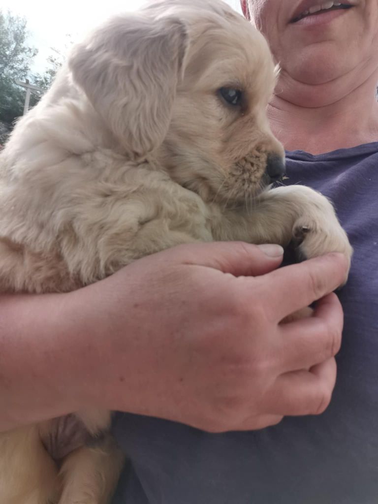 De Windy'stia - Chiots disponibles - Golden Retriever